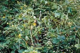 Image result for Senna obtusifolia
