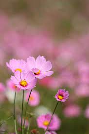 Pink Cosmos Beautiful Flowers Cosmos Flowers Flowers Nature