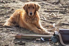 466 likes · 3 talking about this. Golden Retrievers Why Aren T They More Popular In The Field