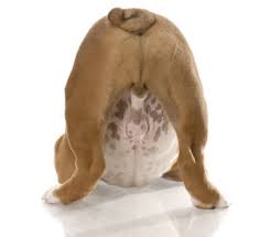 Most dogs with testicular tumors do not have any obvious clinical signs. sertoli cell tumors can produce estrogen and a condition called hyperestrogenism. Checking Your Dog For Testicular Cancer