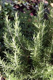 Although some of your garden plants can withstand a light frost, the tender tips of the rosemary plant die back any time the temperature falls below freezing. Lessons In Magical Herbalism Rosemary Hubpages