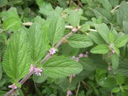 Image result for Lippia