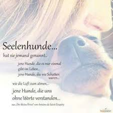 Pin Von Elke Croll Auf Hunde Trauer Um Hund Niedliche Katzchen Hunde