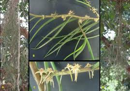 Image result for Tridactyle gentilii