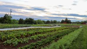 Maybe you would like to learn more about one of these? 5 Ways To Establish A No Till Garden Hobby Farms
