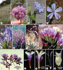 Image result for Caryophyllaceae