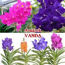 Bunga anggrek kalimantan merupakan salah satu jenis bunga yang dilindungi oleh pemerintah indonesia. Perbedaan Anggrek Vanda Dan Bulan Serta Karakteristiknya Nugraha Orchid