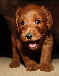 Our dogs are tested & registered with worldwide australian labradoodle association (wala) and australian labradoodle association of america (alaa). Next Litters For Beau Monde California Labradoodles A Close Drive From San Diego Los Angeles And Northern California Nevada And Arizona Mexico New Mexico Texas