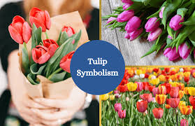 We did not find results for: Tulips Symbolism And Meaning Symbol Sage