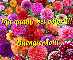 We did not find results for: Buongiorno Floreale Belle Foto Per Facebook Belleimmagini It