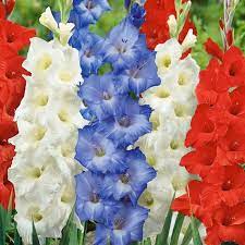 Gladiolus Love The Blue Tattoos Pinterest Gladiolus Flower Gladiolus Bulb Flowers