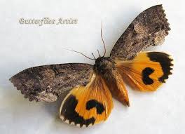 Eudocima Phalonia Real Fruit Piercing Moth In Museum Quality Shadowbox Insect Art Moth Butterfly Frame