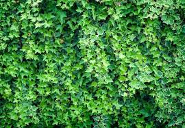 Maybe you would like to learn more about one of these? How To Kill Ivy Bob Vila