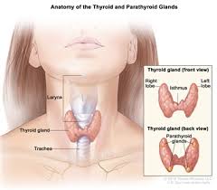 You have symptoms of throat cancer, especially hoarseness or a change in voice with no obvious cause that vocal cord cancer; Thyroid Cancer Treatment Adult Pdq Treatment Patient Information Nci Michigan Medicine