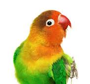 Web Resizer - Crop & Resize Images Free Online - Optimize ...
