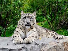 Since the 1860's, animals could be found at fifth avenue and 64th street in central park. Central Park Zoo Tickets Prices Discounts Animals Feeding Sessions
