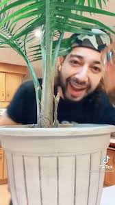 54 Indoor plants ideas