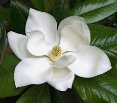 The magnolia tree is considered by some as the ideal ornamental garden tree. Pin On Southern Flowers