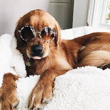 ʝɛ ɬ Aimɛ Puppies Animals Friends Cute Creatures