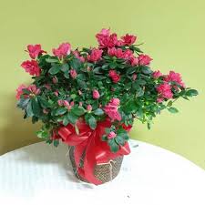 We're excited to help you find the tools you need to start your next project. Providence Florist Matthews Charlotte Nc Flower Delivery 704 542 3500