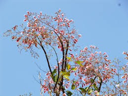 Image result for Stereospermum kunthianum