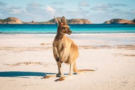 Nach 30.000km roadtrip können wir sagen: Freiwilligenarbeit In Australien Travelworks