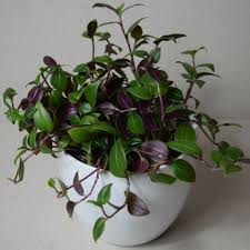 Image result for Tradescantia