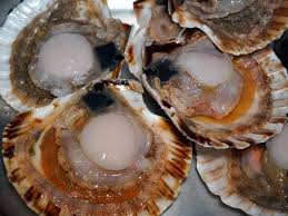 Ouvrir Et Decoquiller Une Coquille Saint Jacques La Coquille Saint Jacques S Achete Vivante Coquille Saint Jacques Recette Coquille Saint Jacques Alimentation