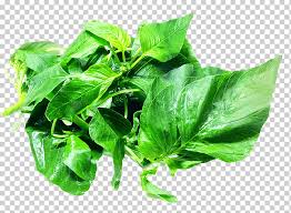Dengan demikian, sayur bayam yang kamu masak ini akan kaya akan manfaat. Daun Hijau Biji Amaranth Makanan Bayam Sayur Amaranthus Viridis Amaranthus Dubius Png Klipartz