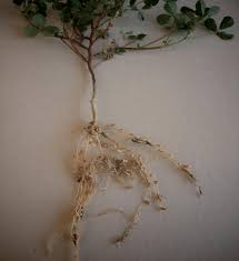 Image result for Medicago sativa