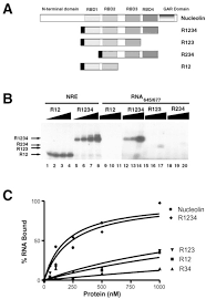 Download this template using the above button. Two Different Combinations Of Rna Binding Domains Determine The Rna Binding Specificity Of Nucleolin Journal Of Biological Chemistry