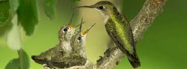How do hummingbirds lay eggs? Hummingbird Nests 101 Answers To All Your Questions Abc
