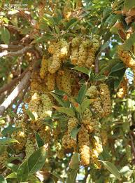 Image result for Phytolacca dioica