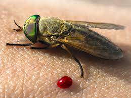 Horse Flies And Other Insects As Bioindicators Of Marsh Health