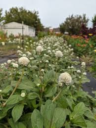 Image result for Sphaeranthus gomphrenoides