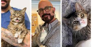 Training your cat to use a harness/leash/use a cat backpack/go for walks: Jackson Galaxy Explains How This Year S Cat Camp Will Be Different Littlethings Com