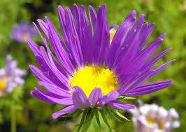 Image result for Thomandersiaceae