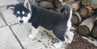 The cheapest offer starts at £100. How To Potty Train A Husky Snowdog Guru