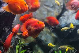 The blood parrot cichlid (or more commonly and formally known as parrot cichlid; Blood Parrot Cichlid Well Known As Bloody Parrot And Blood Parrot Fish A Hybrid Of The Midas And The Redhead Cichlid Stock Photo Picture And Royalty Free Image Image 65520300