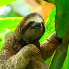 Sloths live in the tropical forests of central and south america. Bbc Radio 4 The Power Of The Power Of Sloth Why We Should All Live Like A Sloth