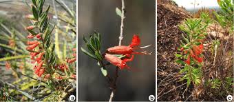 Image result for Lythraceae