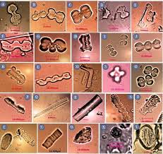 Image result for Panicum brevifolium