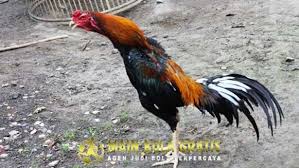 Cara Membedakan Ayam Bangkok Aduan Asli Dan Palsu Dengan Tepat Bangkok Agen Breeds