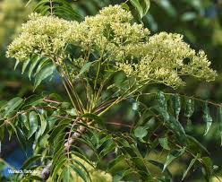 Image result for Kirkia