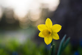 How to avoid tree and utility conflicts. Important Plants And Flowers In Greek Mythology Myth Nerd