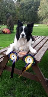 Profile for Eric the Border Collie