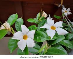 Image result for dipladenie amonea