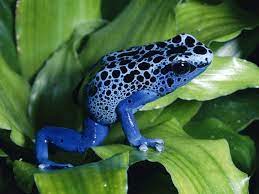 The declining population of many species will continue to decline since the rainforest's trees continue to be destroyed every day. Animal 6 Tropical Rainforest Animal Facts Endangered Animals Of The Rainforest Poison Dart Frogs Dart Frog Poison Dart