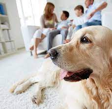 Sounds Only Dogs Can Hear Higher Pitches Is Where They Shine