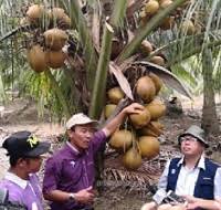 Ketinggian pokok matag boleh mencapai 15 meter. Anim Agro Technology Kelapa Matag Satu Analisis